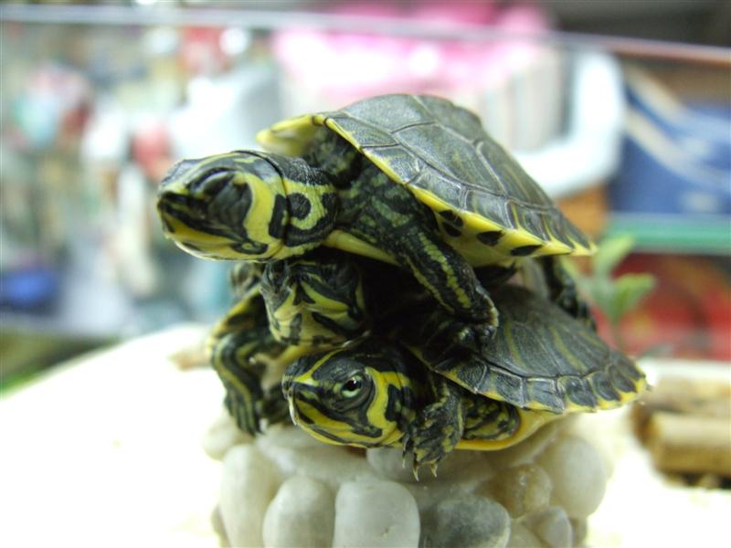 un ,due ,tre ...tartaruga