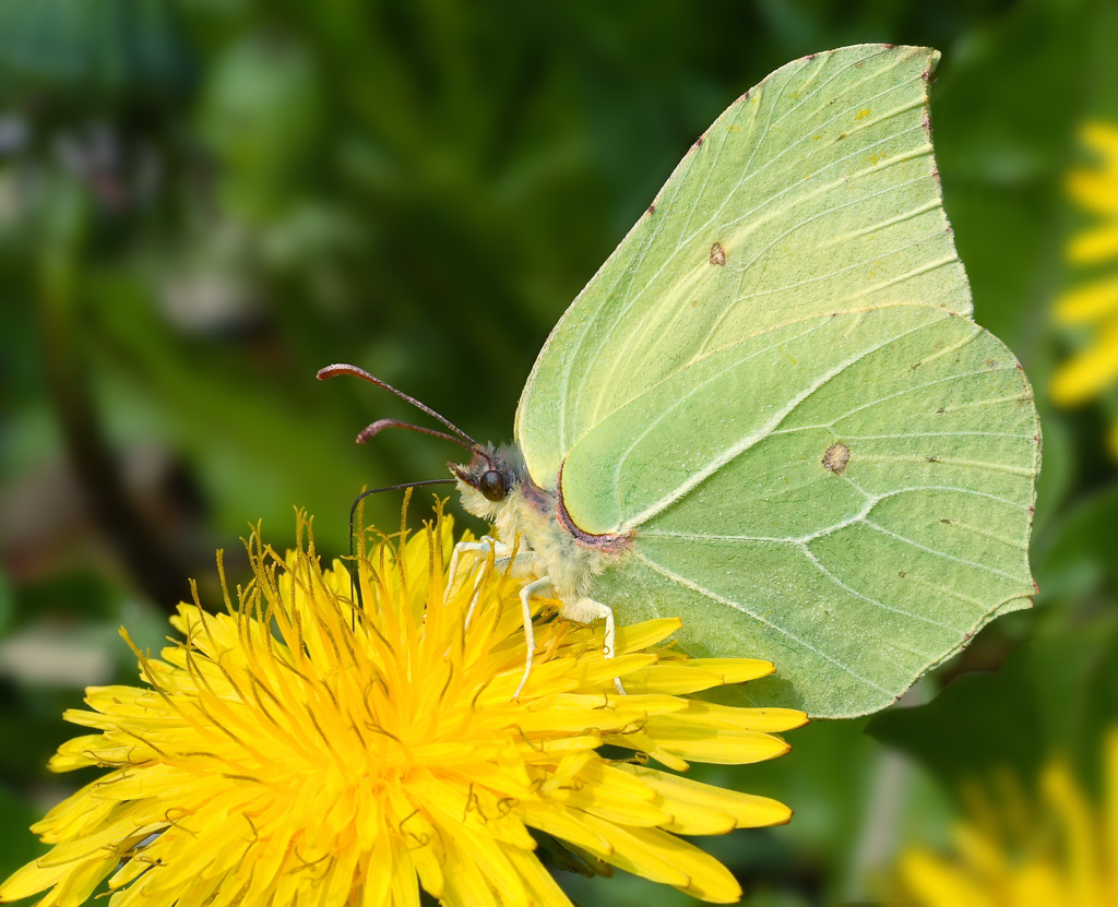 Gonepteryx  rhamni  " Cedronella "