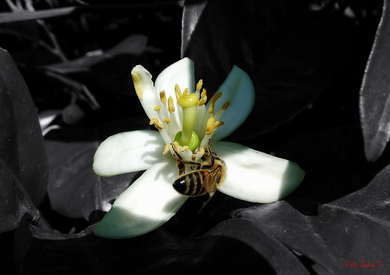 In principio il polline