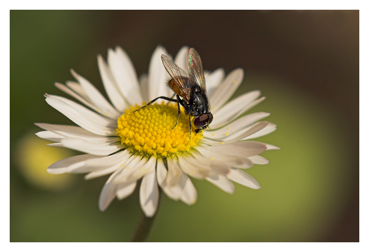 pasto regale (x eply)