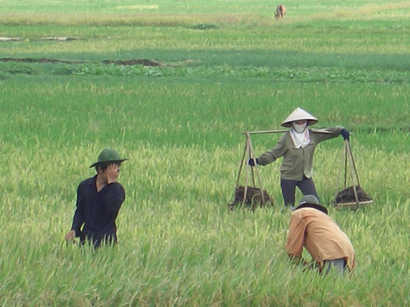 lavoro nei campi in Vietnam