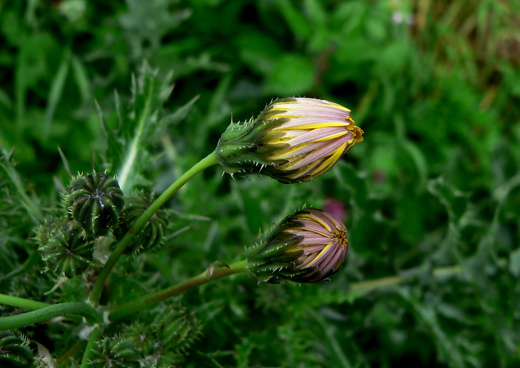 Stanno per sbocciare