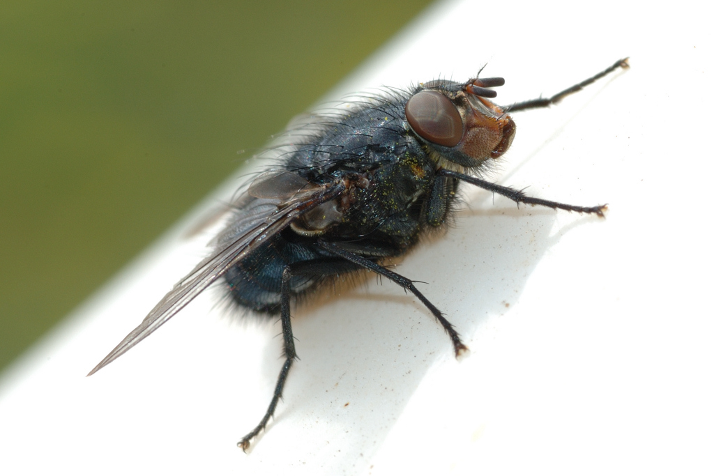 Moscone dalle Grosse Guance