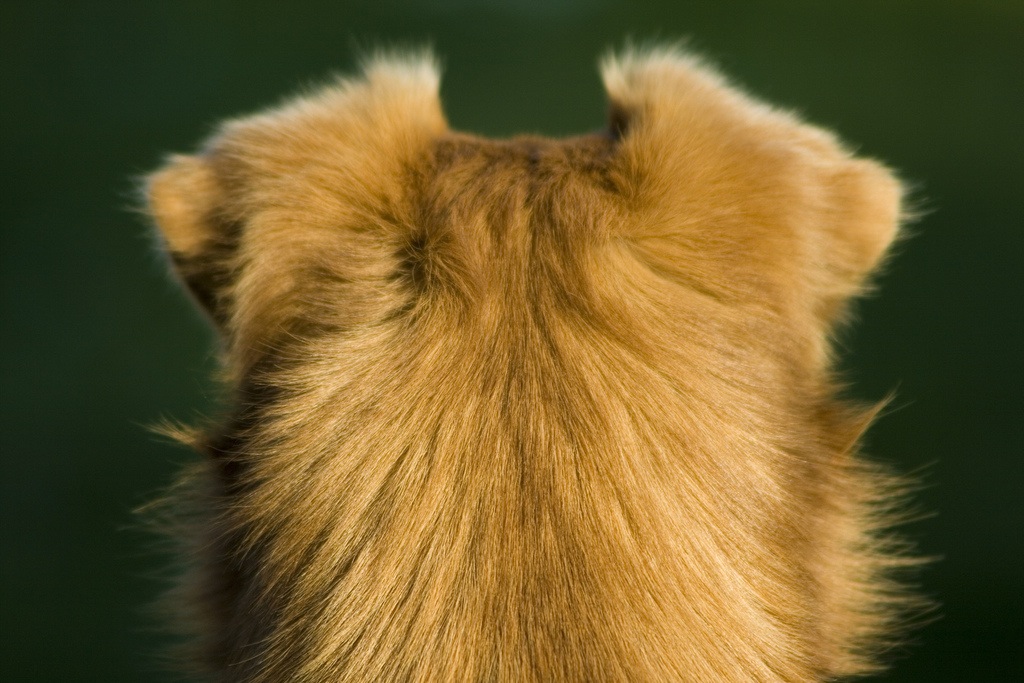 Scusate le spalle...