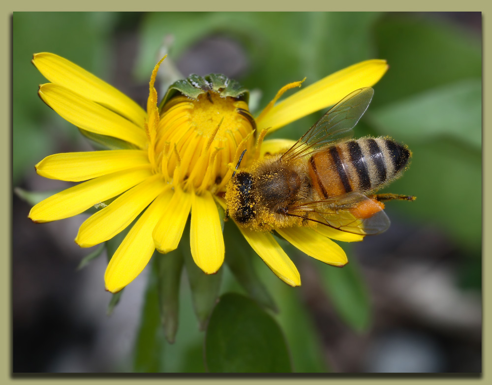 Inzuppata di polline