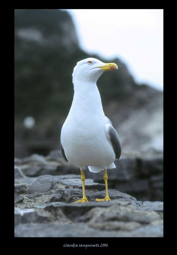 m� son fiero e mi prendo un p� di vento...