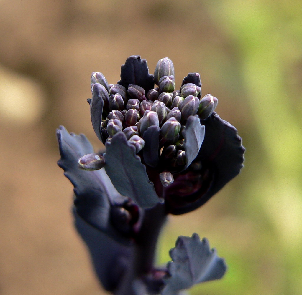 Fiore di verza viola