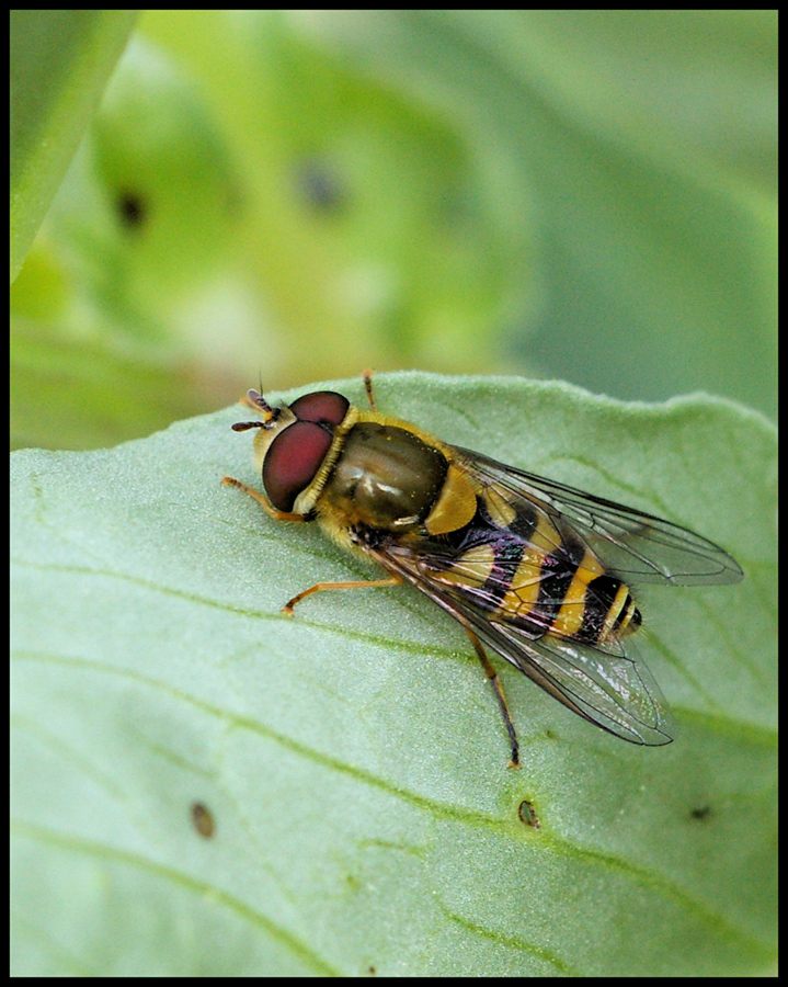 Sirfide al riparo dal vento