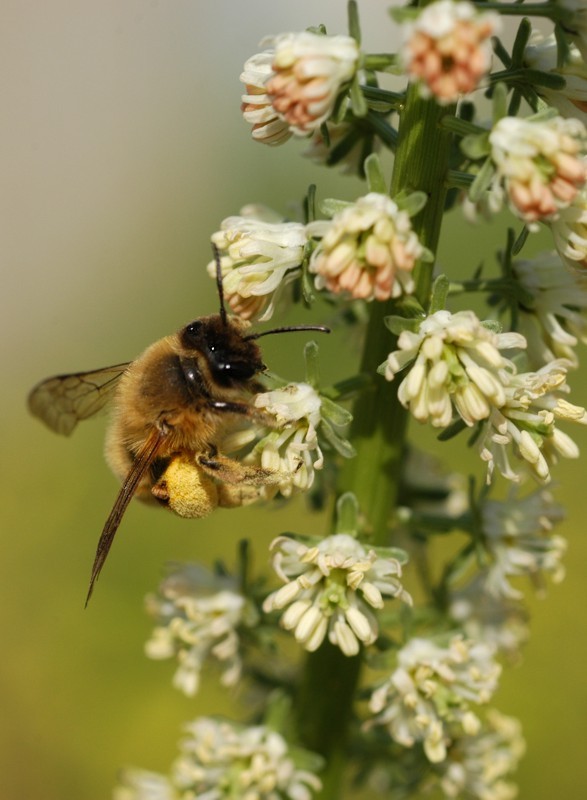 Zampetta gialla ultima