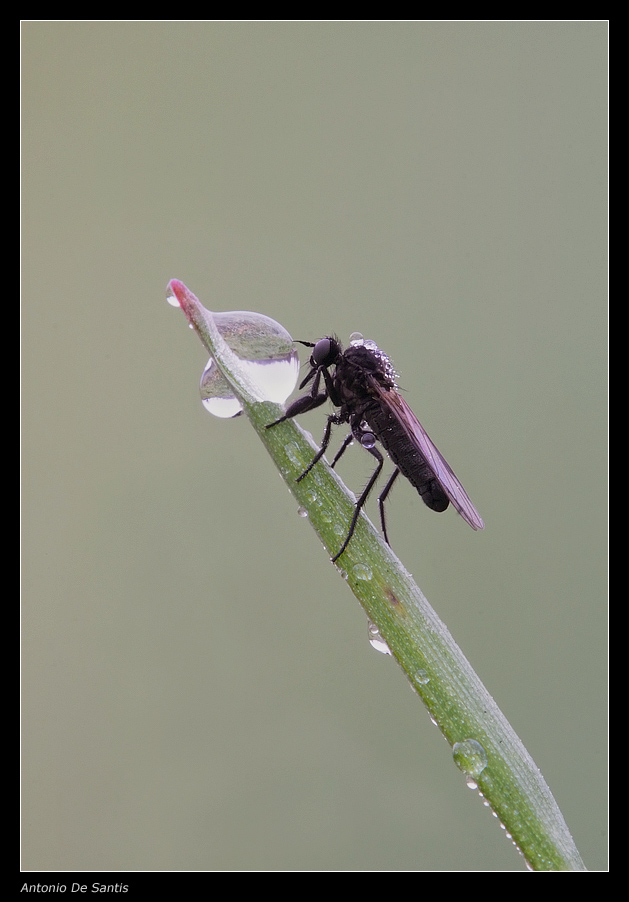 Insetto e gocce opposte