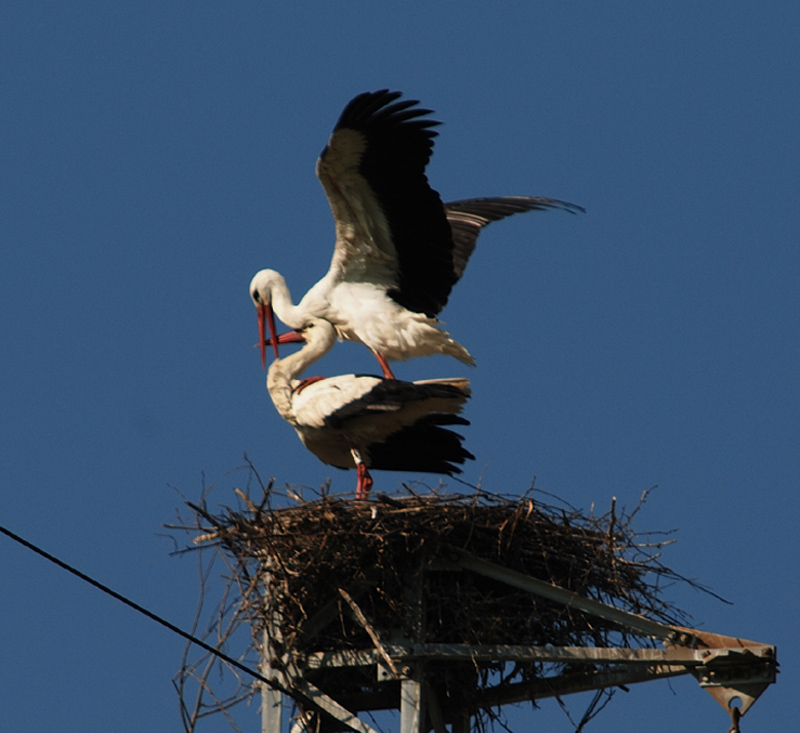 il nido � pronto,auguri
