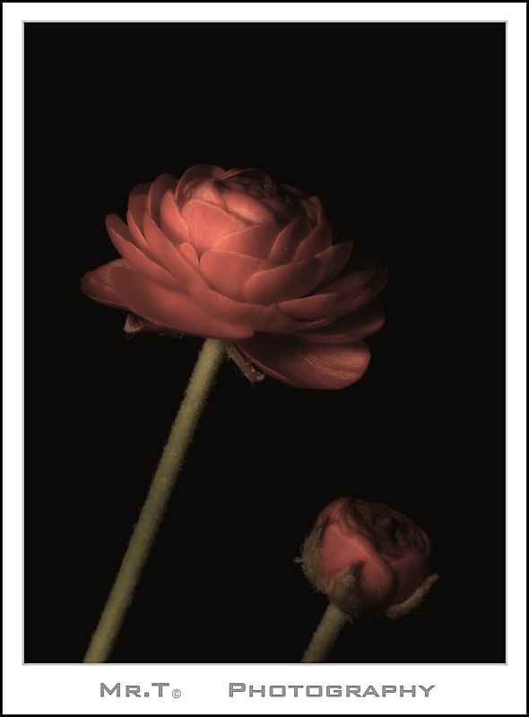 prima prova macro da studio