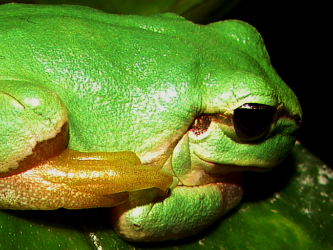 Hyla intermedia