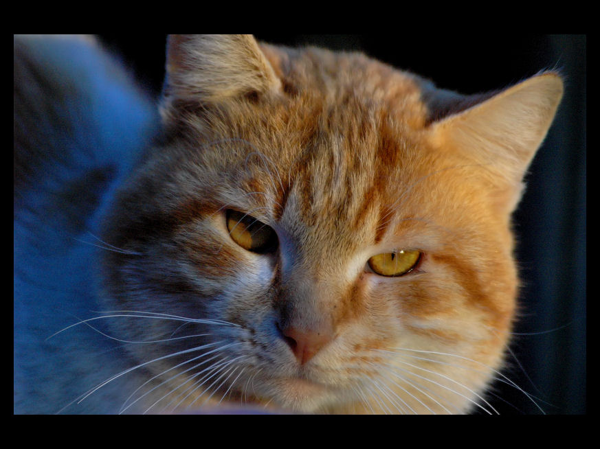 Miao, sei in mio potere!