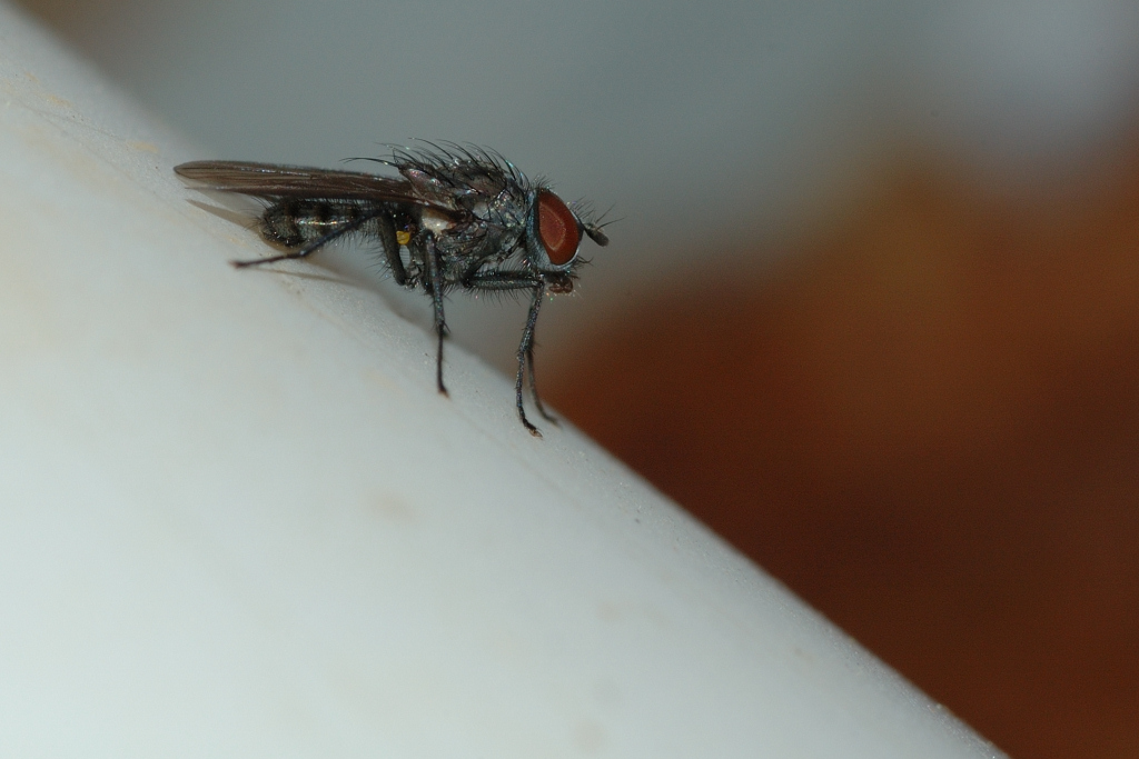 Moschino pronto al decollo