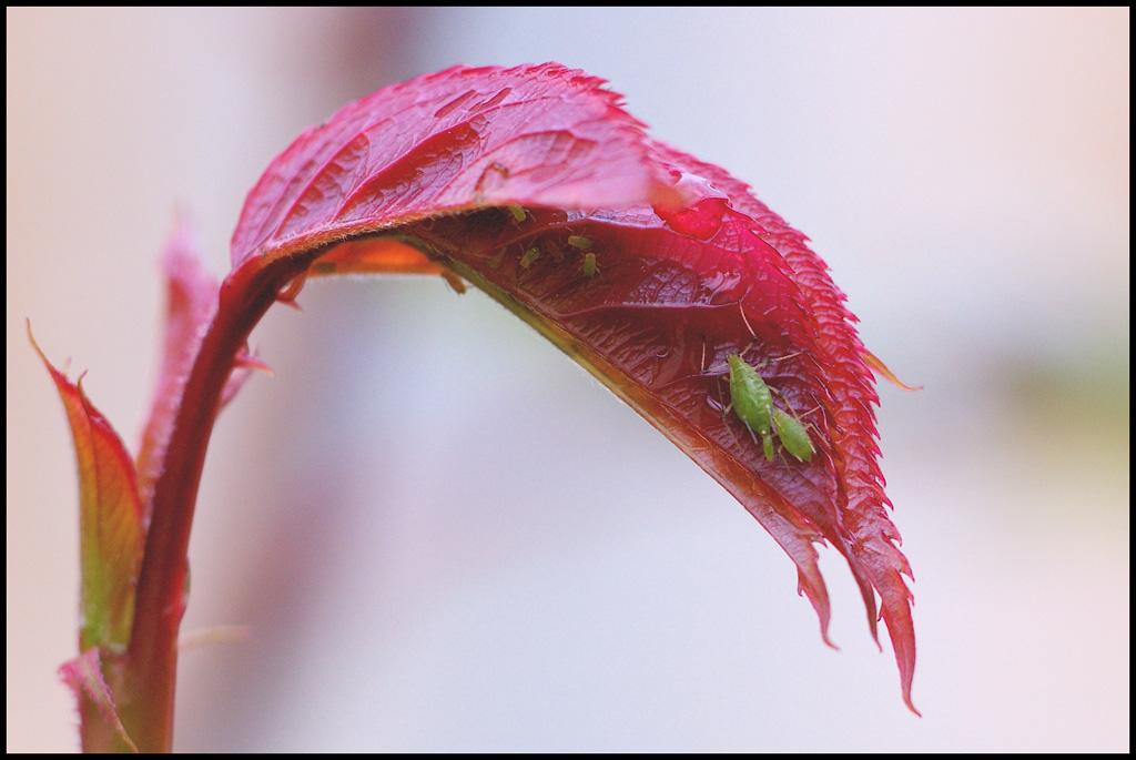 Vita nascosta nel roseto