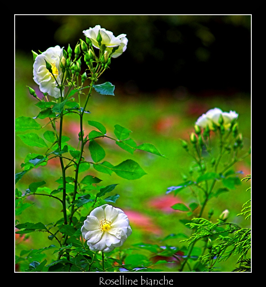 Roselline bianche