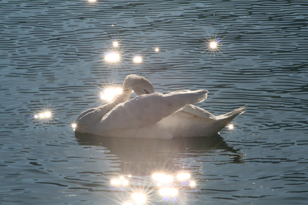 Cigno in foresta nera