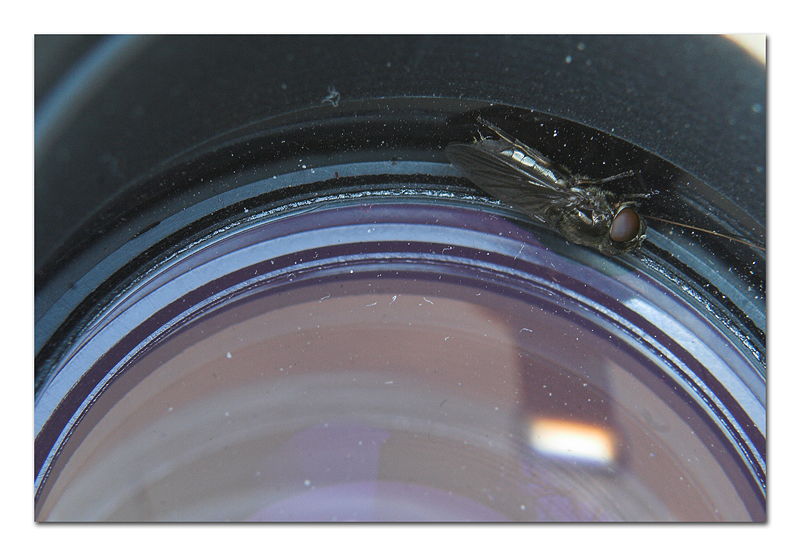 ...ed ecco perch� � obbligatoria anche l'ottica