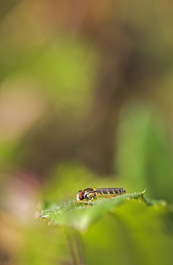 pennellate con lul�, x arsa