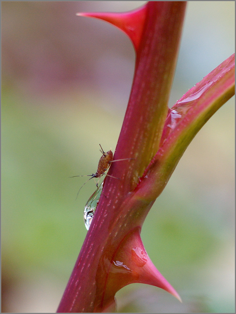 Ancora vita nel roseto