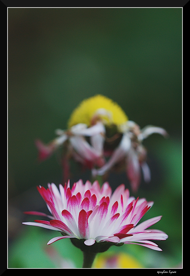 Timeline (x Frank4U2)