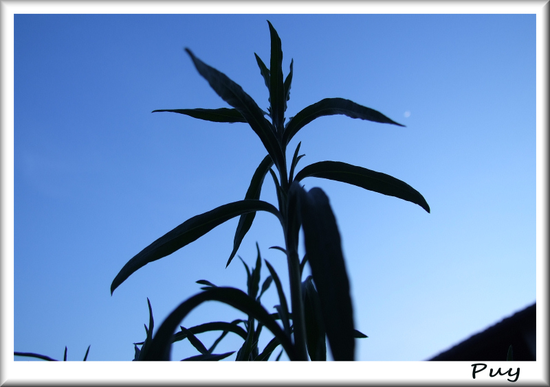 Piantina che cerca di prendere la Luna :P