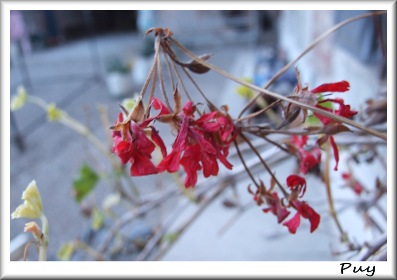 Fiori un p� secchi