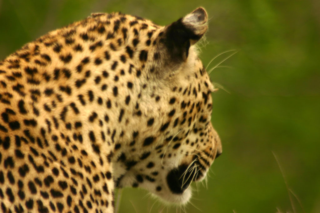 Riflessioni nella Savana