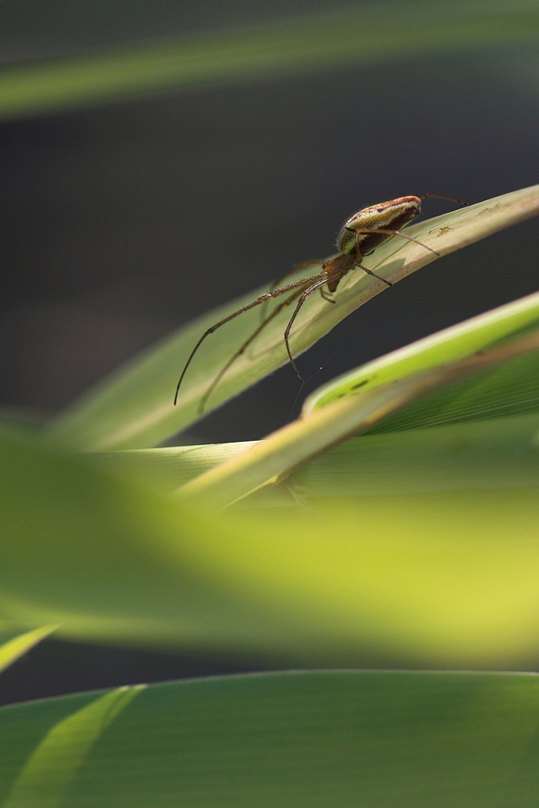 Alla ricerca della preda