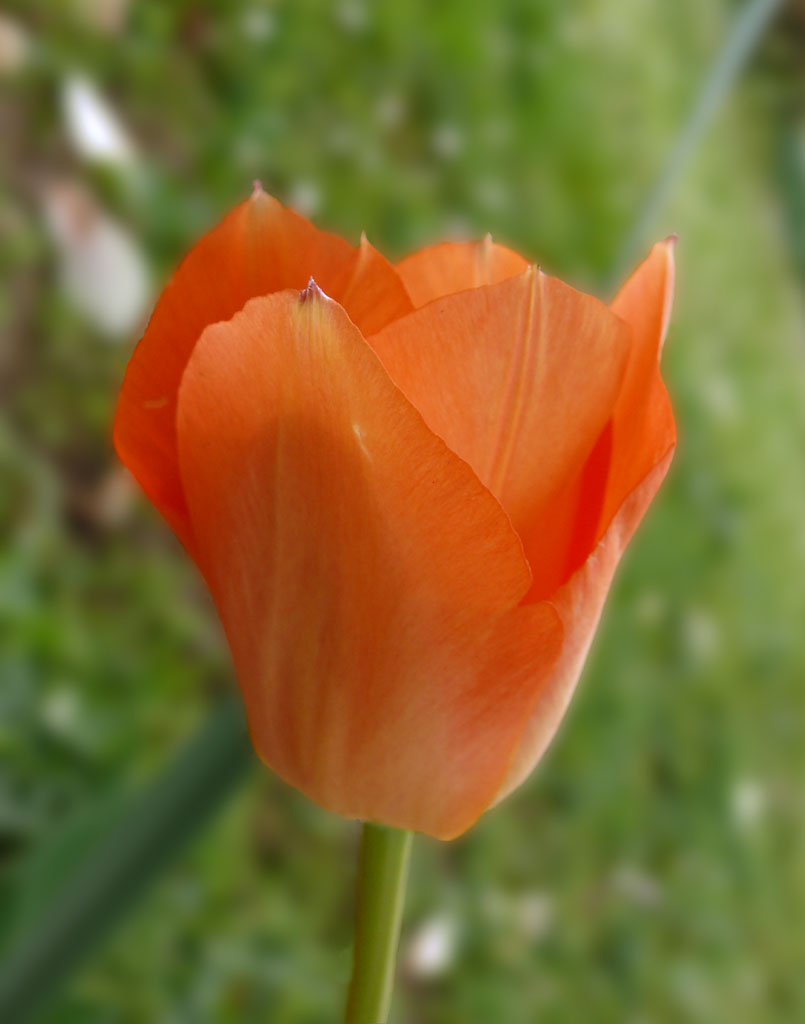 ...oggi, anche senza sole (x squarta)