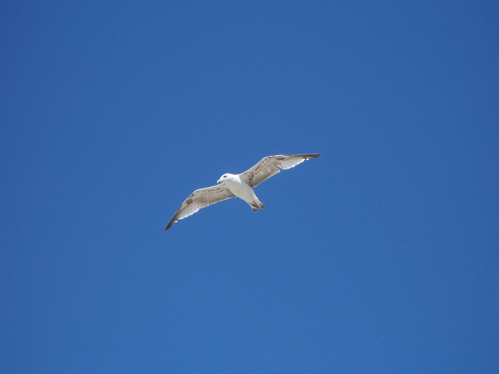 Volo solitario