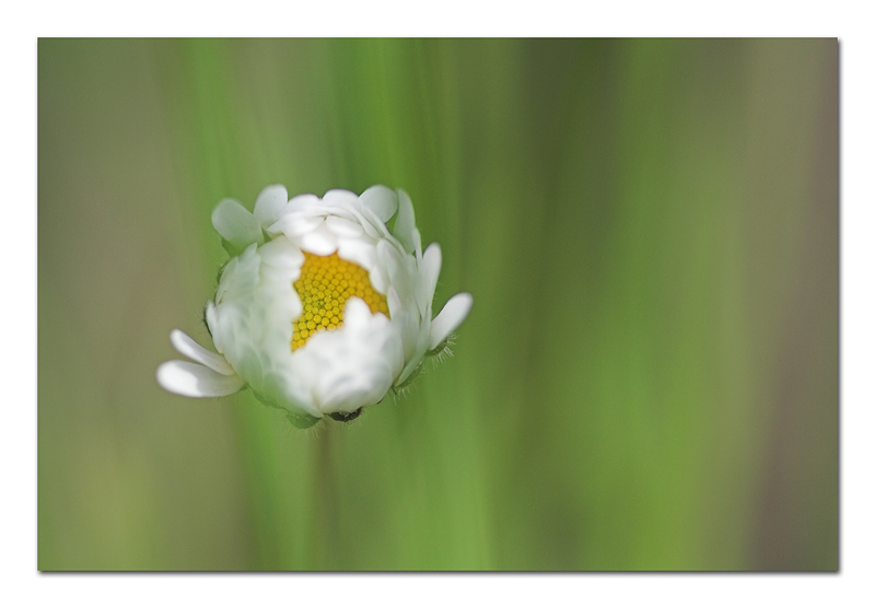 Margerita aerostatica