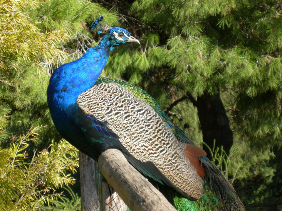 pavone a monte urpinu