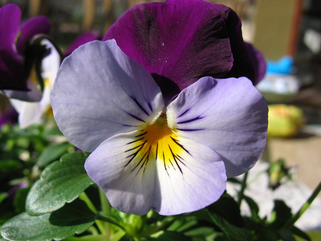 Violetta del pensiero