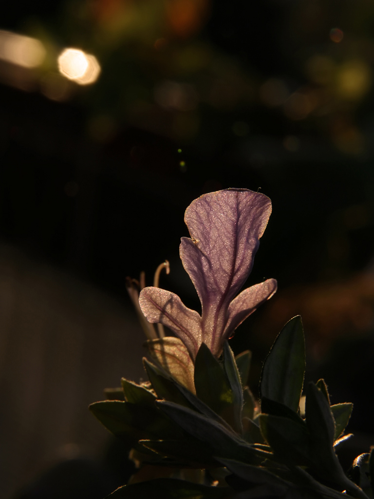 Tramonto in controluce