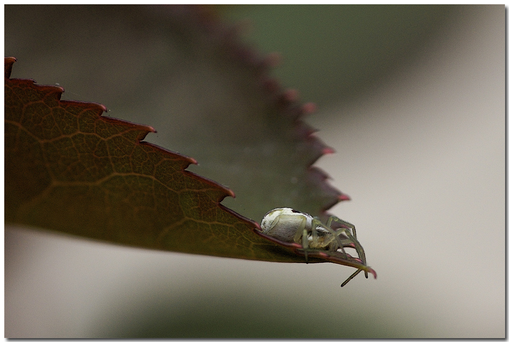 Seguendo i consigli di lucianolibe....