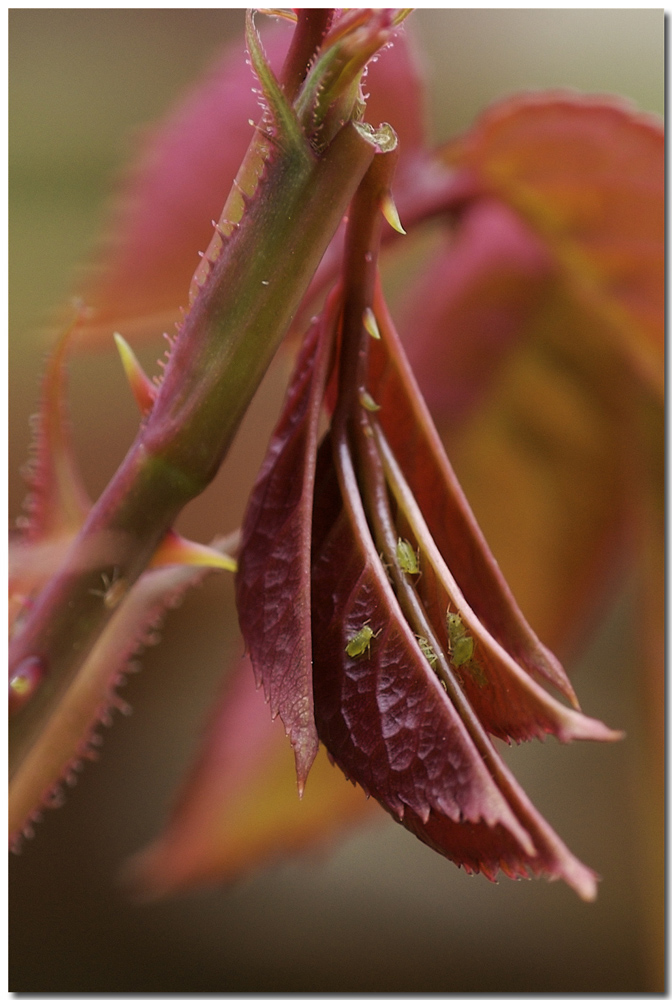 Mio padre st� gi� pensando all'anticrittogamico.....!