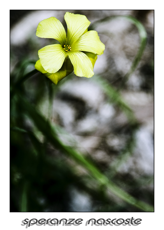 ...speranze nascoste....