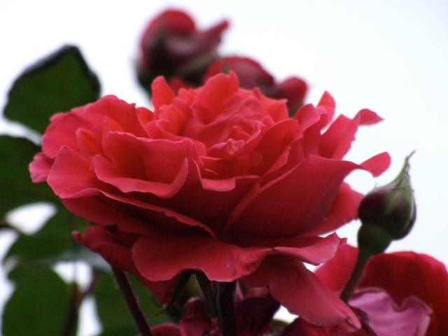 Rosa