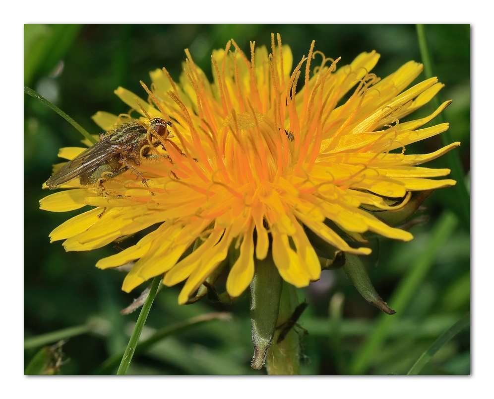 stercoraria impolverata