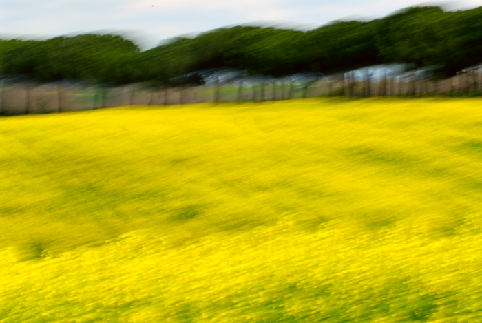 Paesaggio giallo