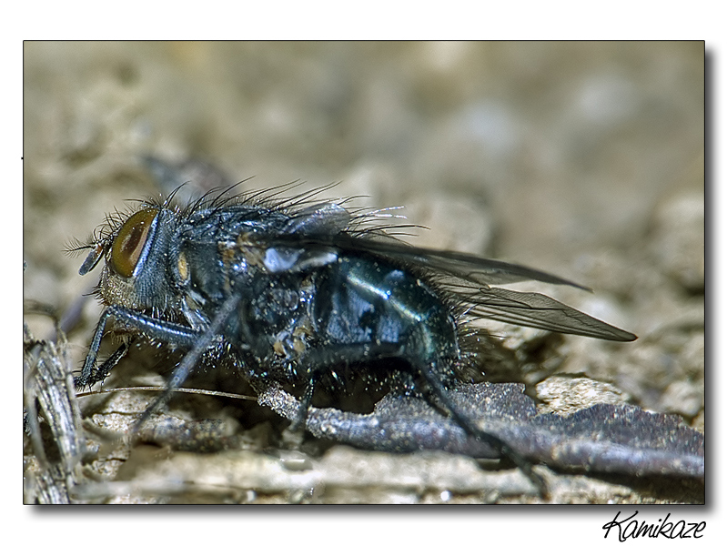 La Mosca -  il ritorno