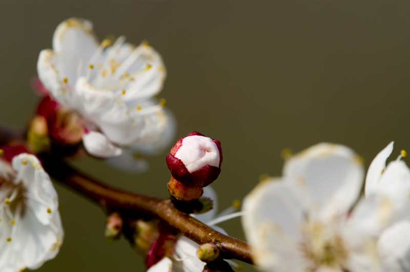 bocciolo di ciliegio