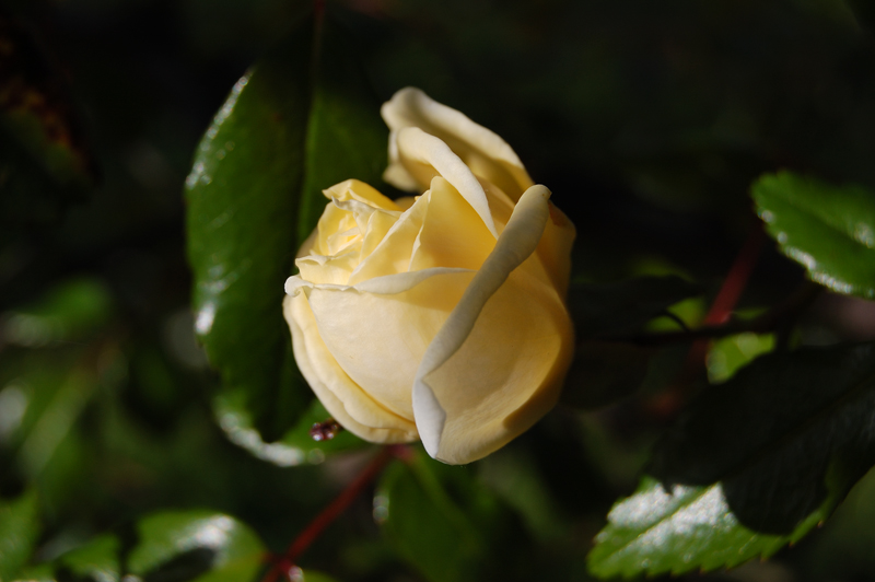 Villa Pamphili - una delle prime roselline