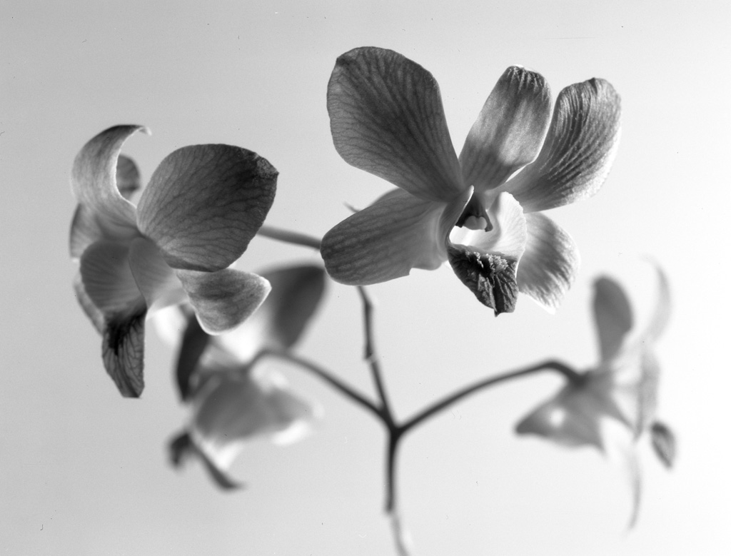 Orchidea 1