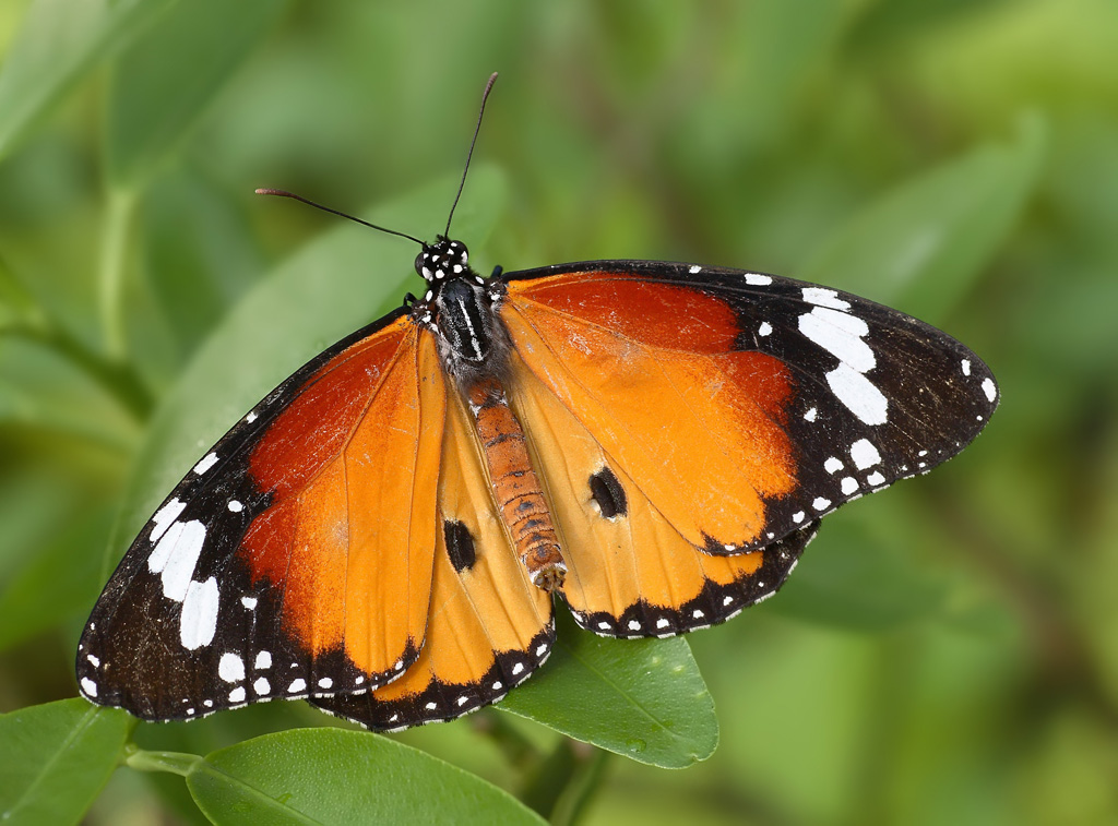 Butterfly 3 Danaus plexippus (Linneo)