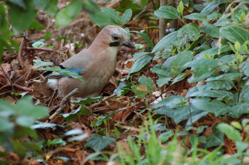 Qui sotto c'� qualcosa...