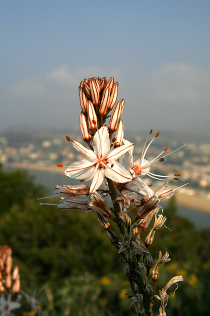 primavera anticipata