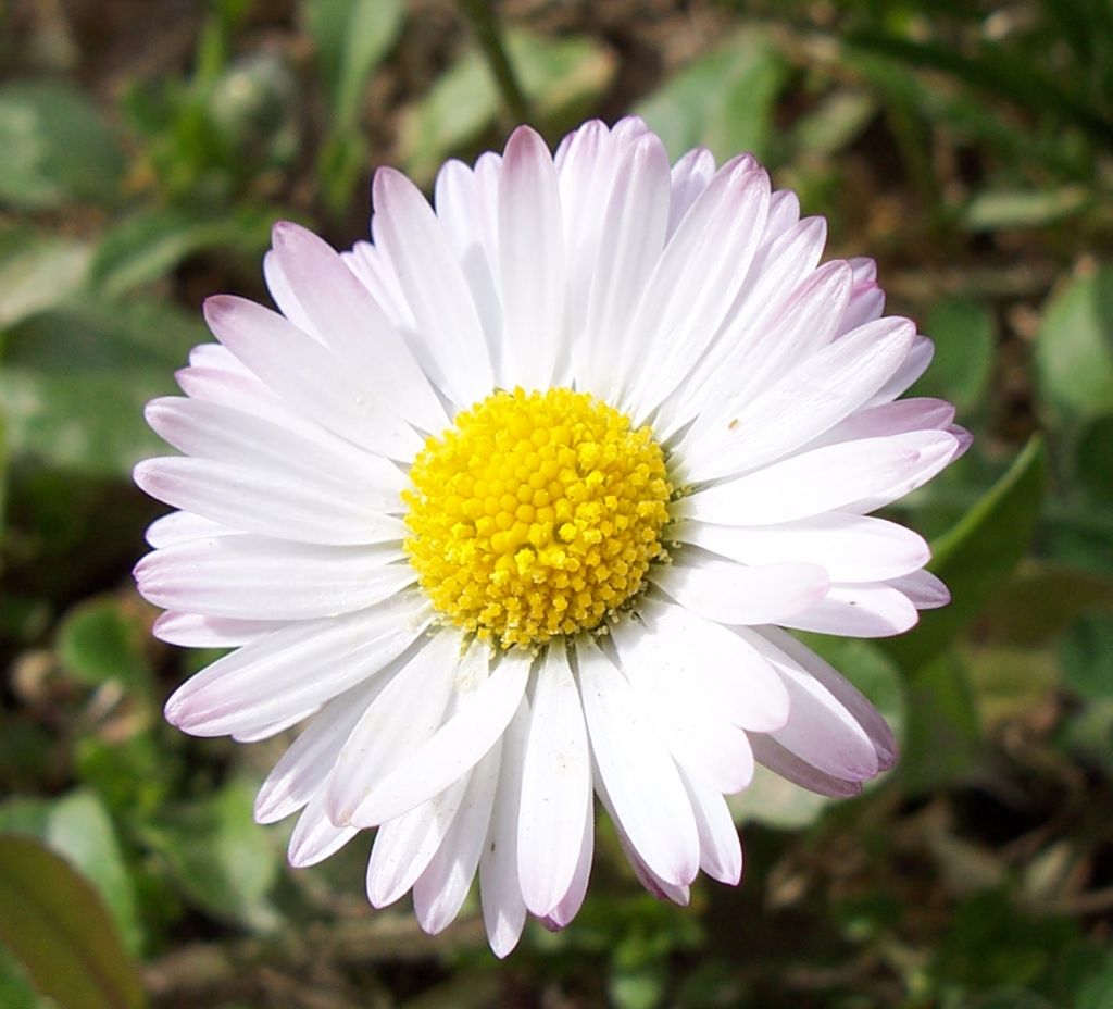 Flower 02 - Margherita